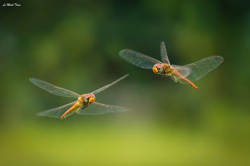 Meeting in the air