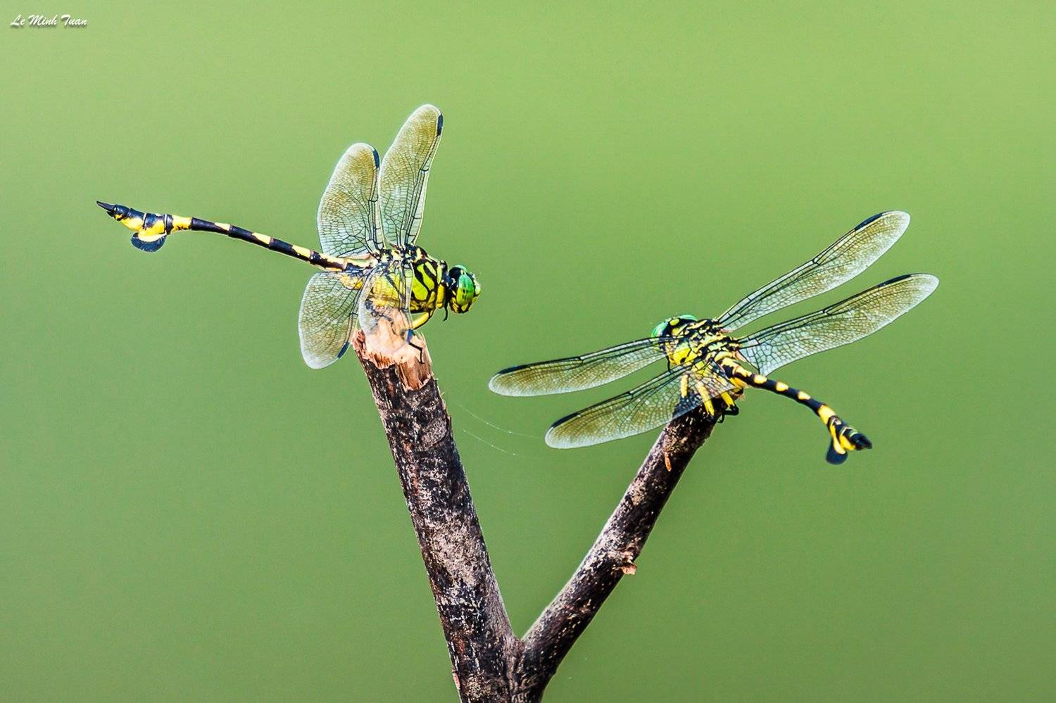 dragonflies, L&ecirc; Minh Tuấn