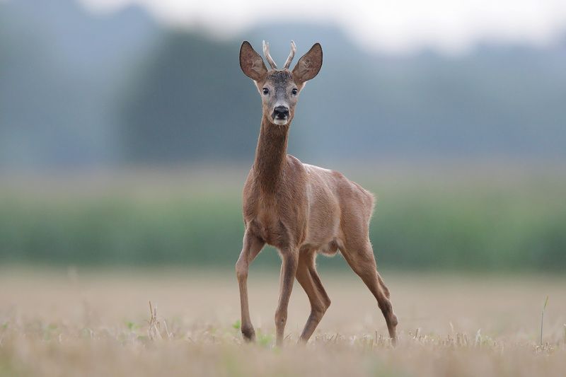 red deer, deer, wildlife Roe deer фото превью