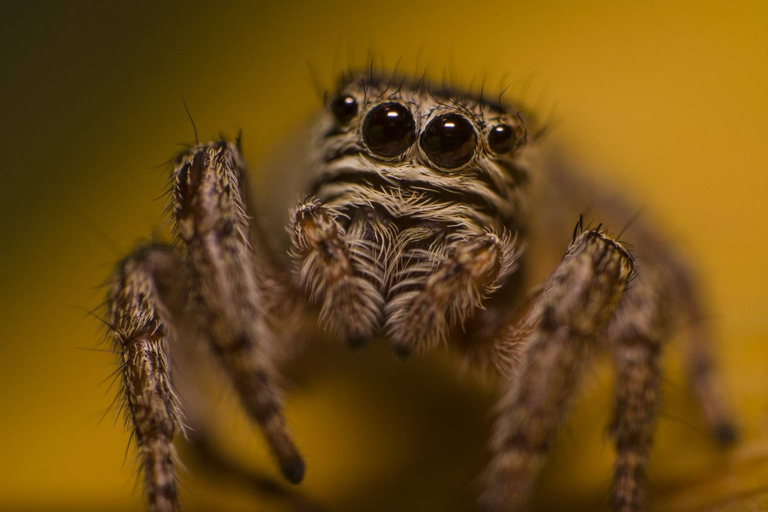 макро, паук, паук-скакун, природа, Рустам Афлятунов