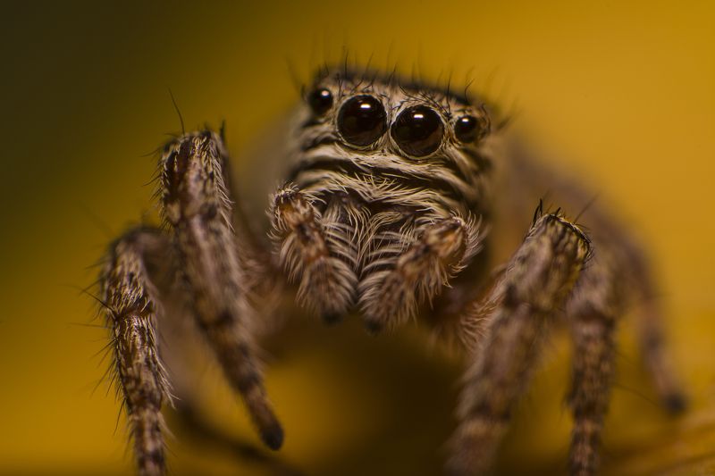 макро, паук, паук-скакун, природа **** фото превью