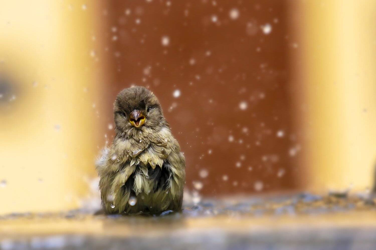 воробей, улыбка, природа, животные, птицы, Александр Игнатьев