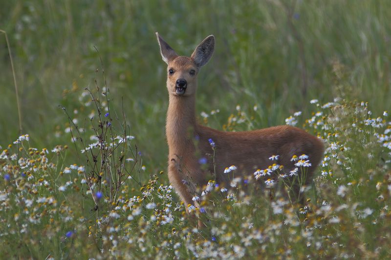 аппетитные ромашки фото превью