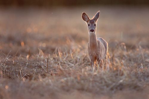 Roe deer