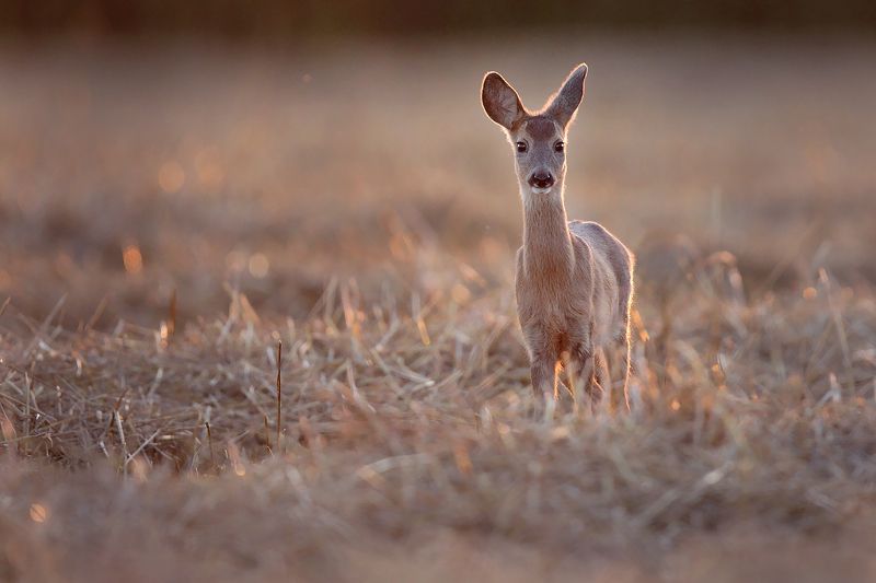 red deer, deer, wildlife Roe deer фото превью