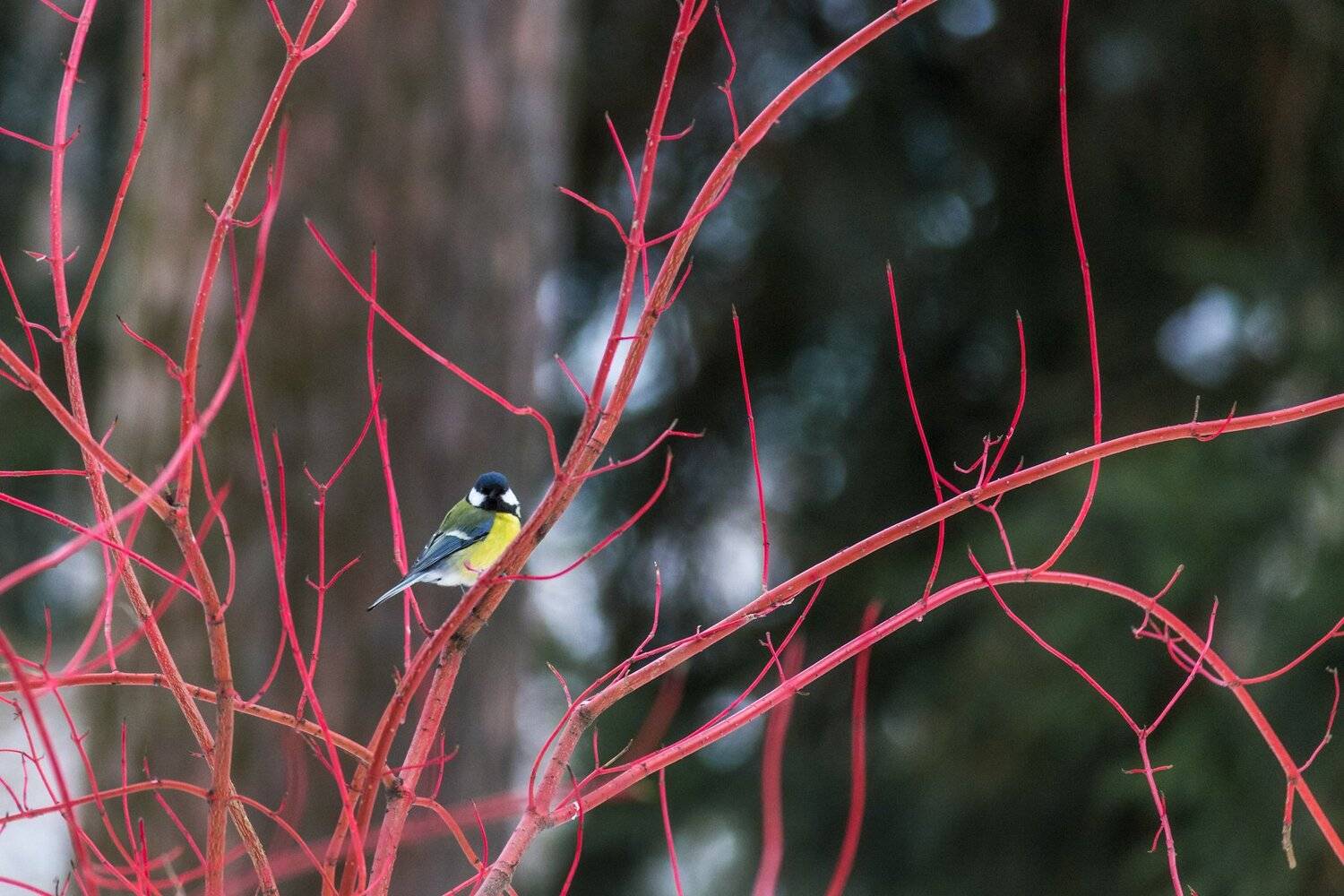 синица, птицы, природа, ветки, зима, Мартыненко Дмитрий
