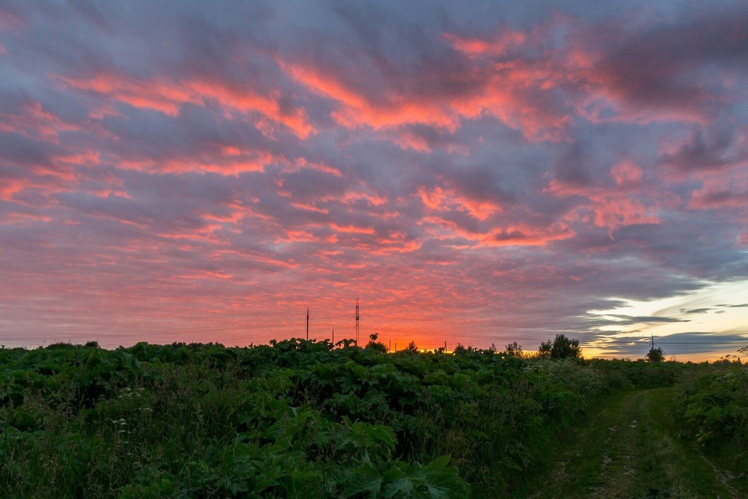 закат, небо, облака, Псков, поле, дорога, Мержанов Дима