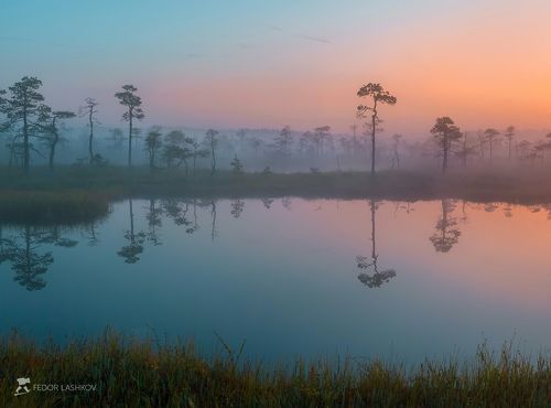 Акварель болота