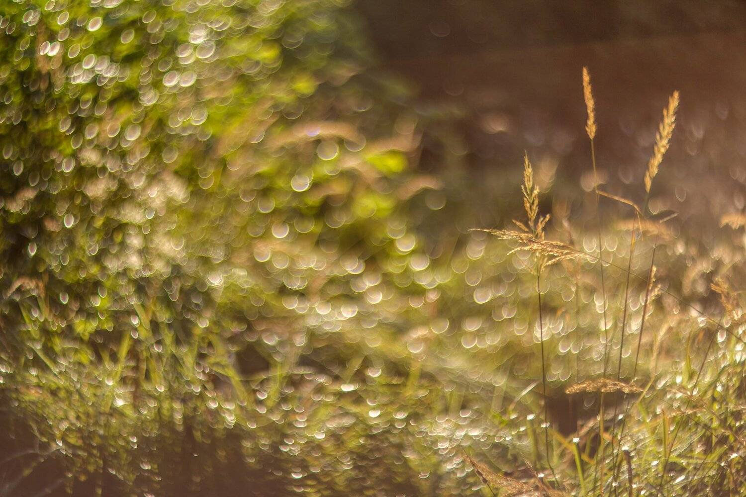 , Руслан Востриков