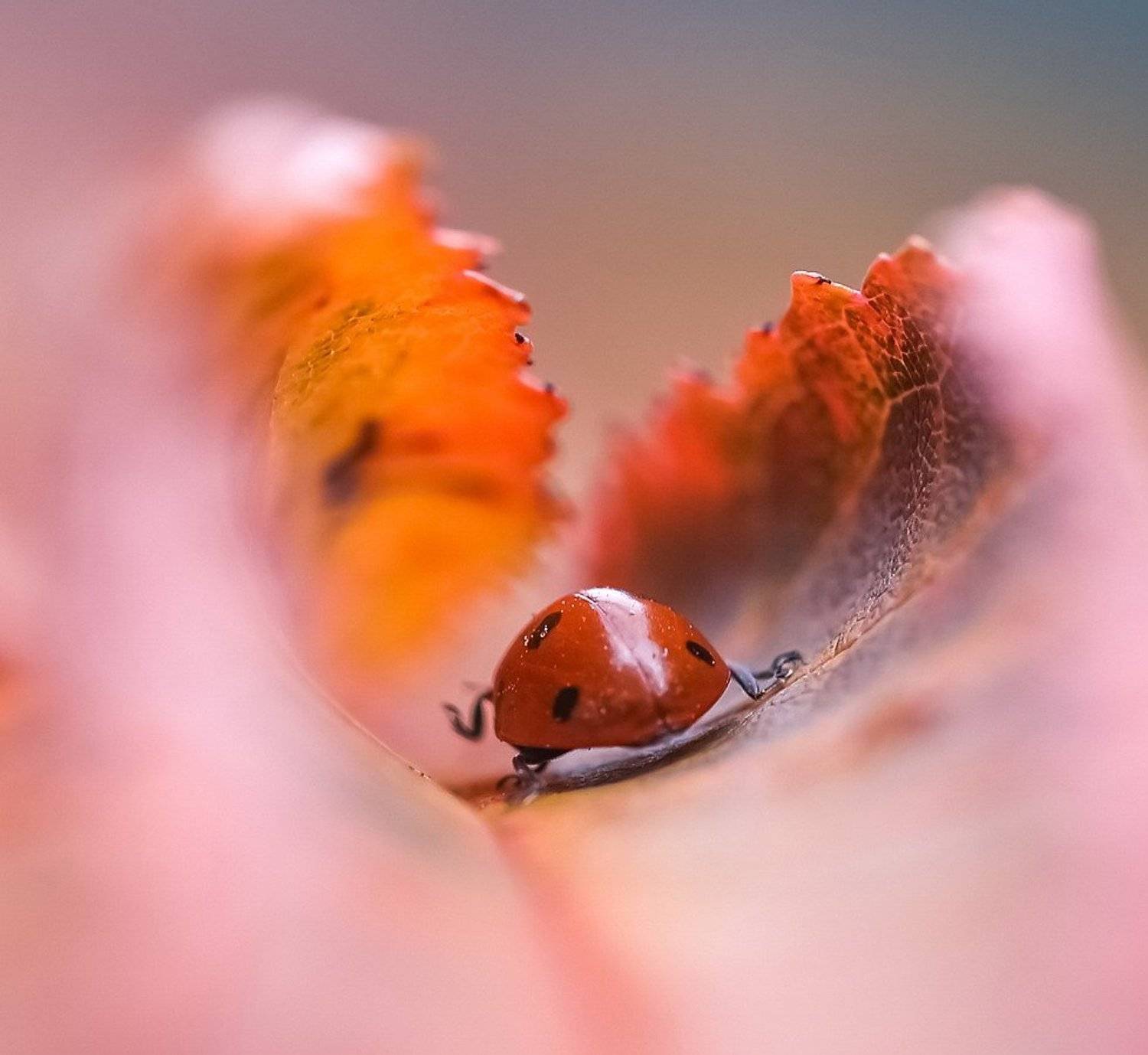 , Вячеслав Мищенко