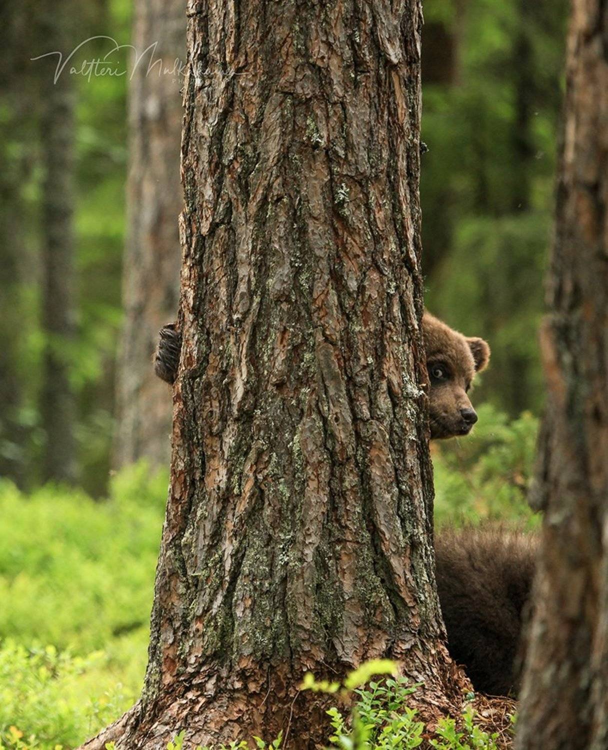 , Valtteri Mulkahainen