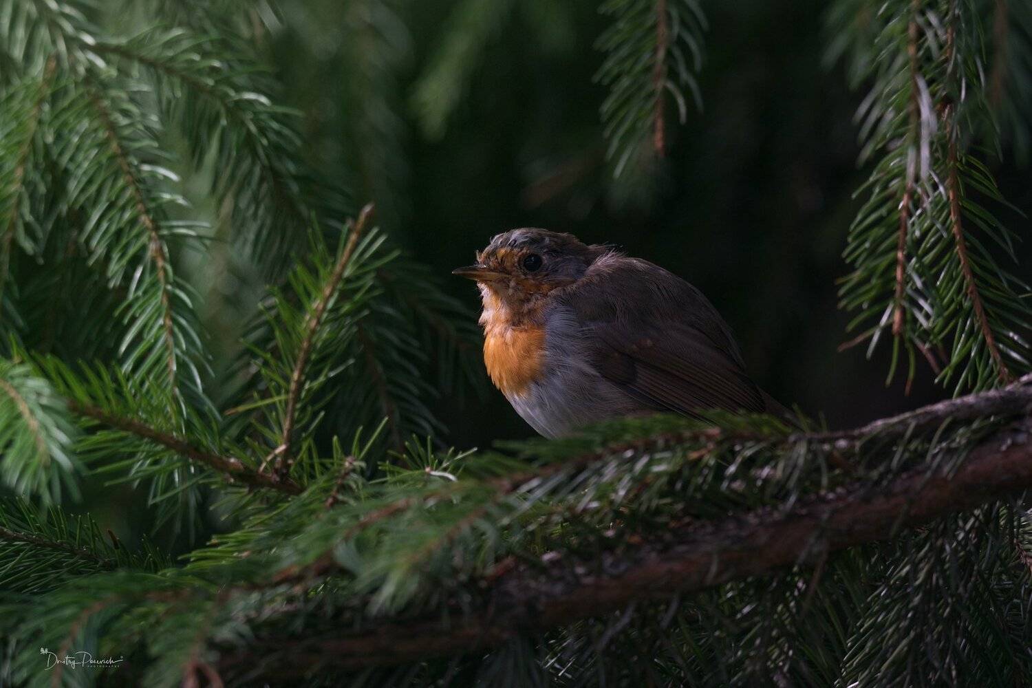 природа, лес, животные, птицы, Дмитрий Посевич