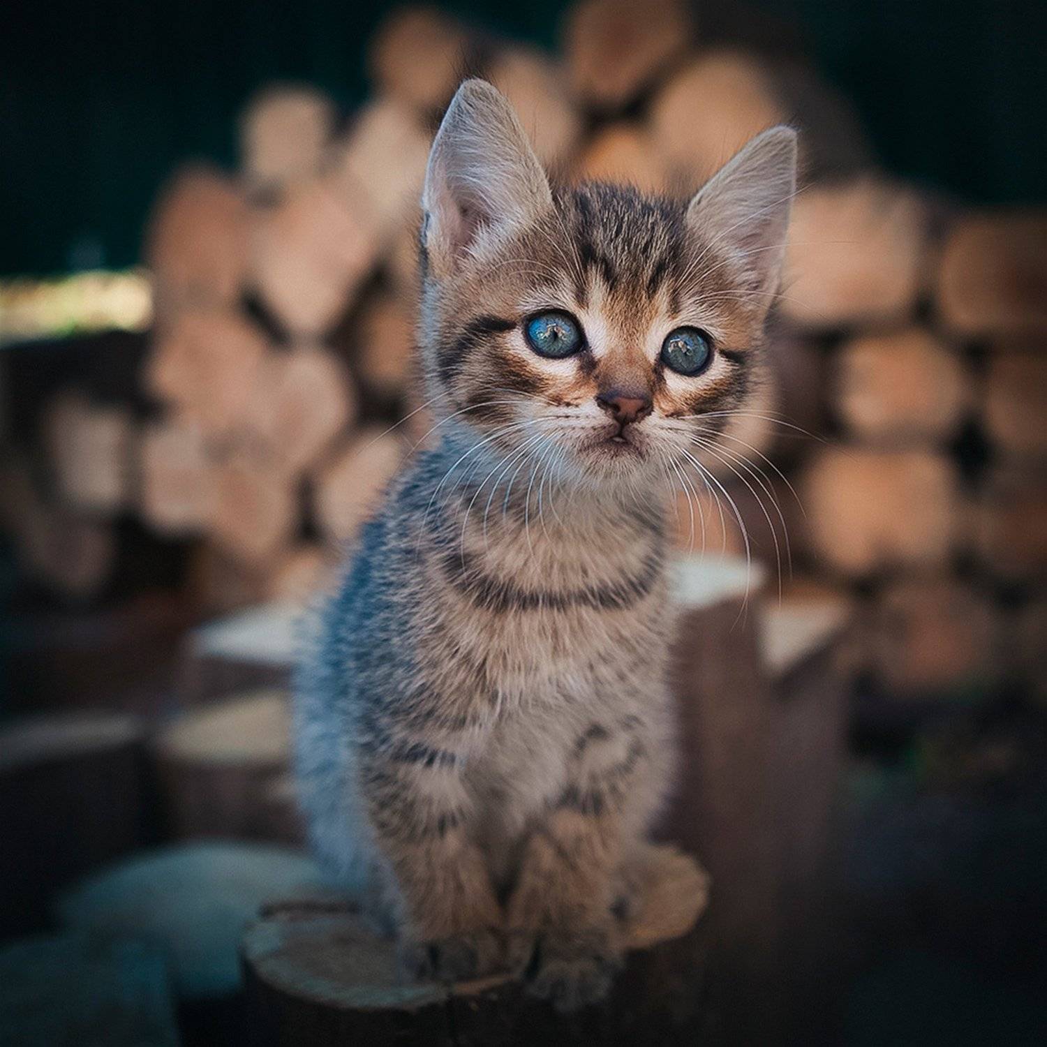 , Коротун Юрий