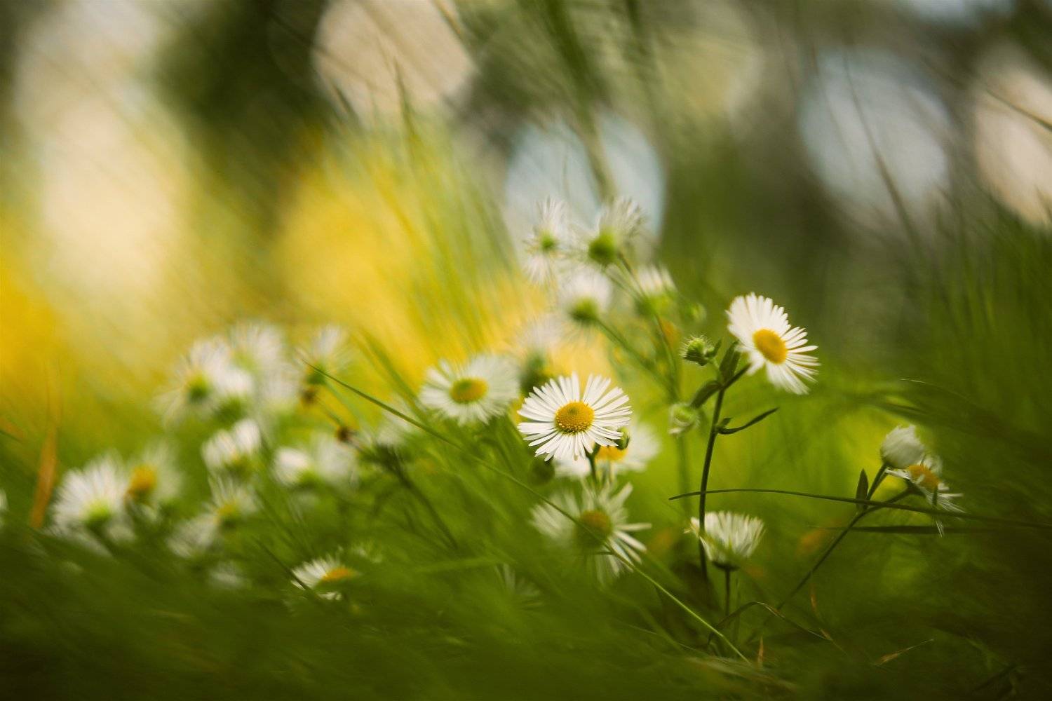 , Эдуард Колобошников