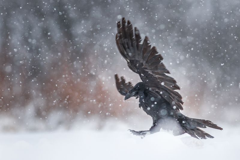raven, wildlife, snow, winter, Raven фото превью