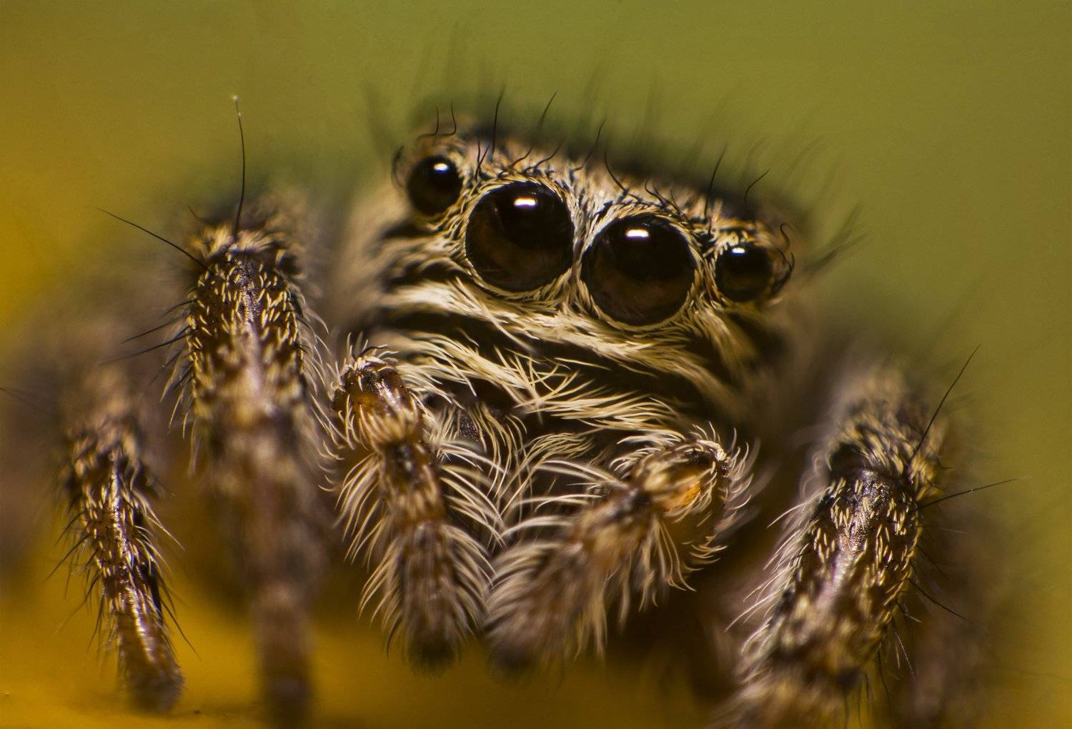 паук, макро, природа, глаза, взгляд, портрет, Рустам Афлятунов