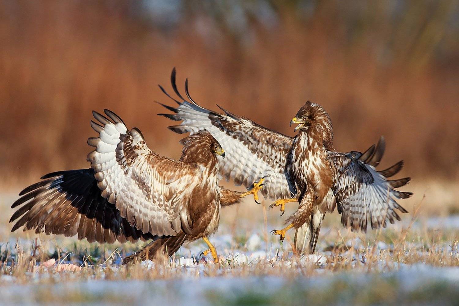 buzzard, wildlife, birds, poland, hawk, Adam Fichna