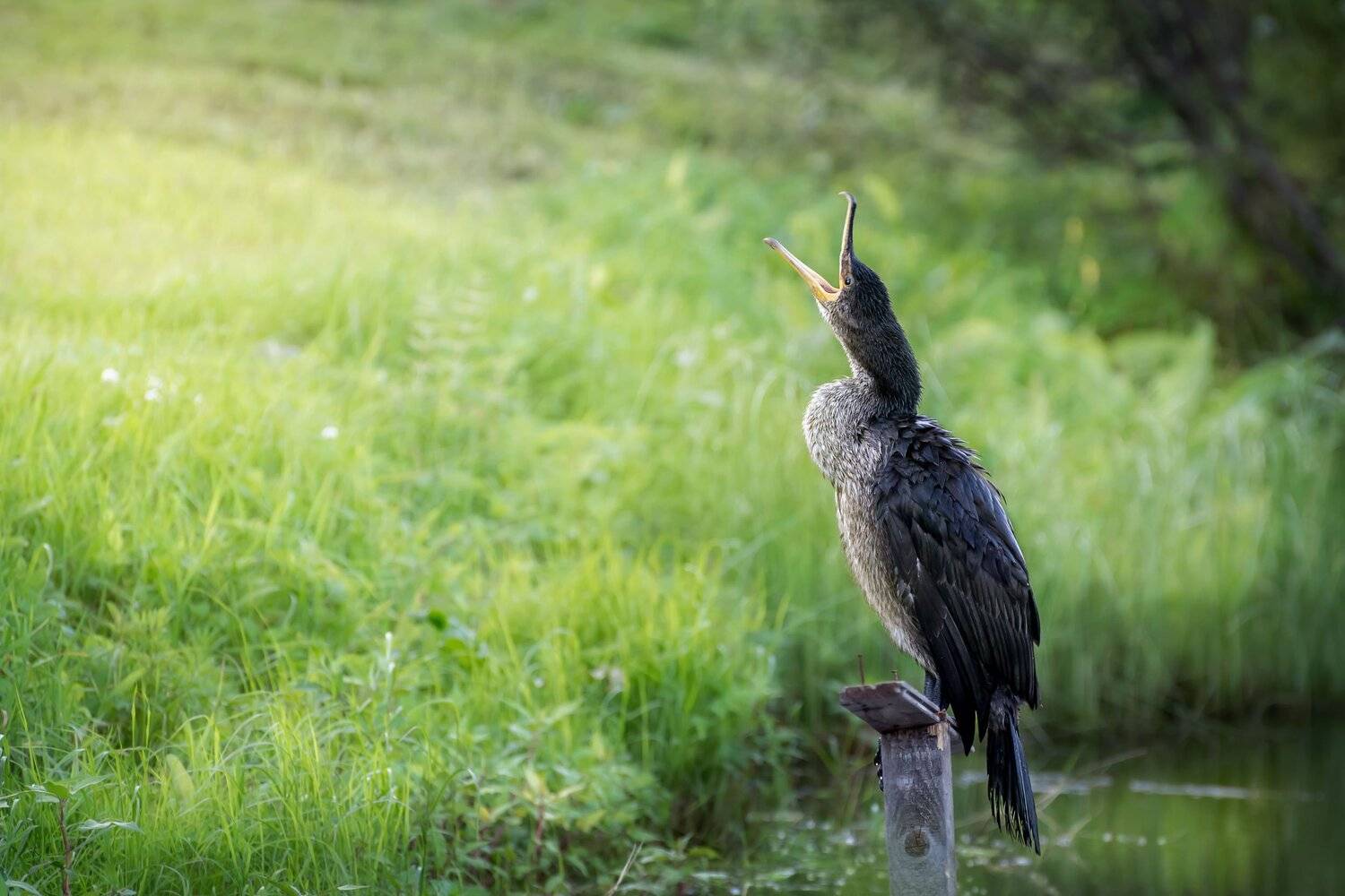 , Шинкарева Елена