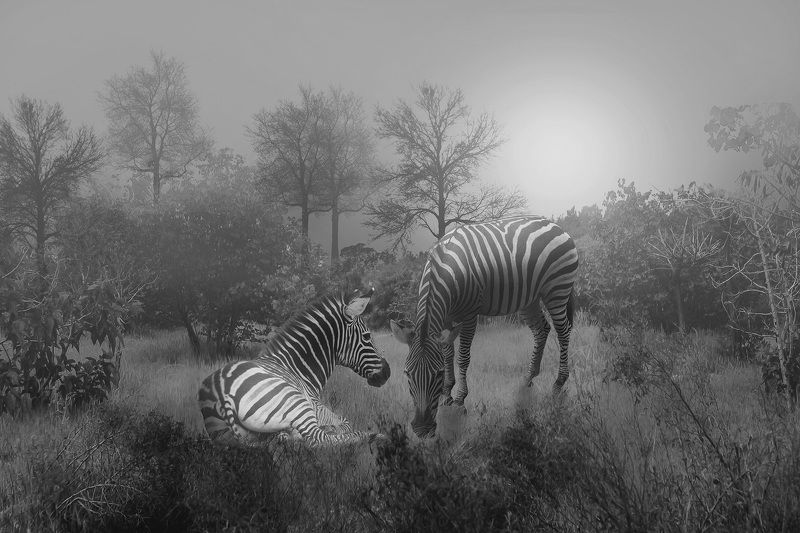 Zebras фото превью