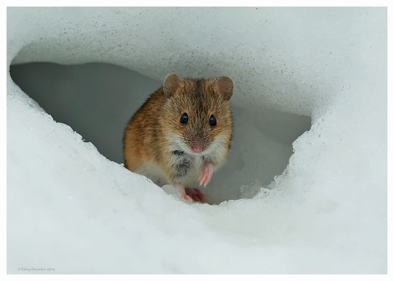 Скоро зима... фото превью