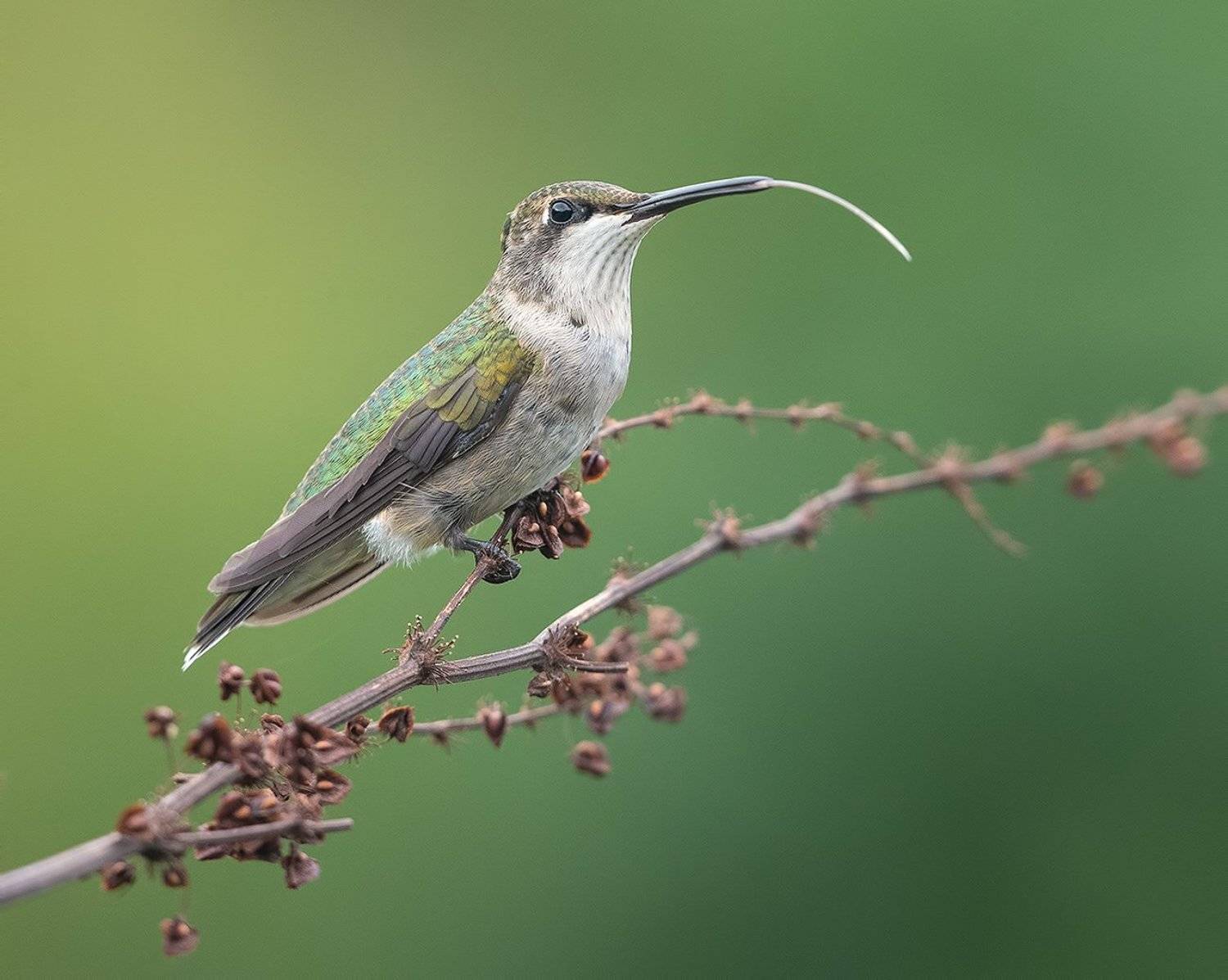 колибри, ruby-throated hummingbird, hummingbird, Elizabeth Etkind