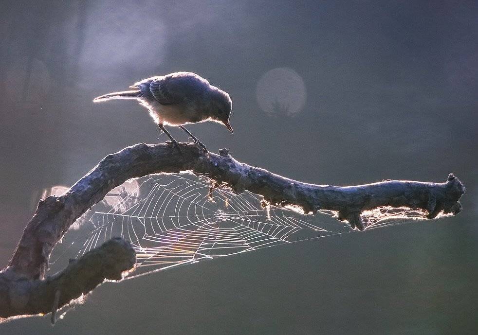 , Вячеслав Мищенко