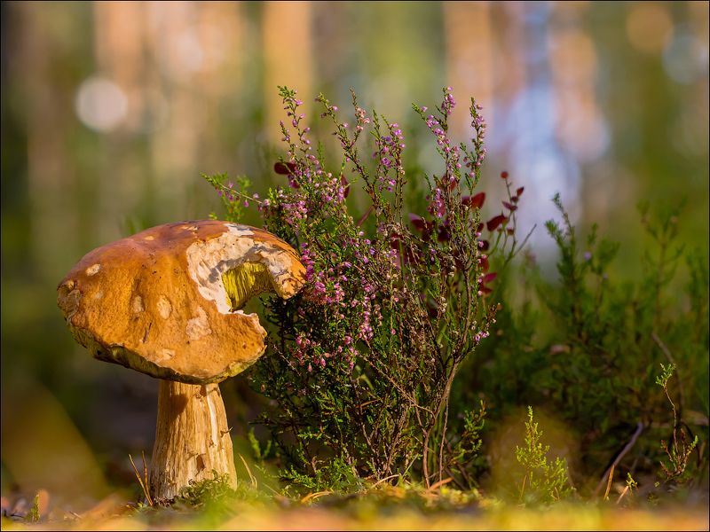 ... фото превью