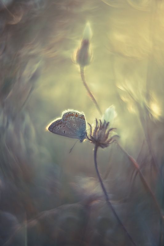 butterfly, nature Dancing with the wind фото превью