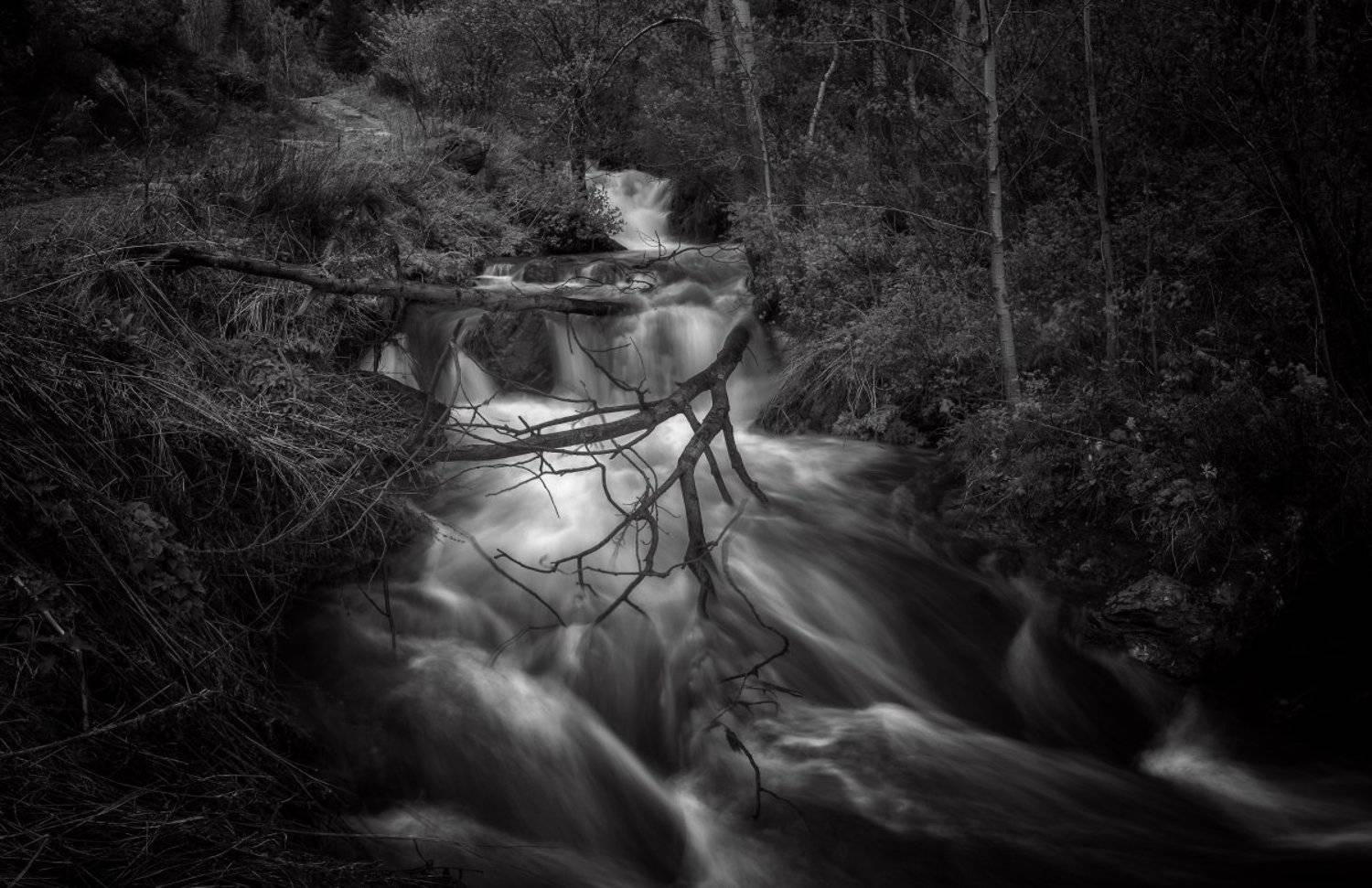 , Толмачев Дмитрий