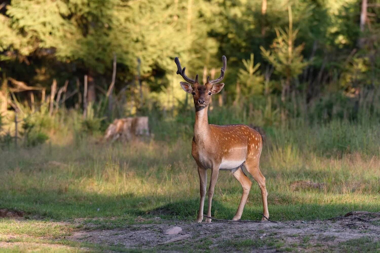 , Виталий Полуэктов