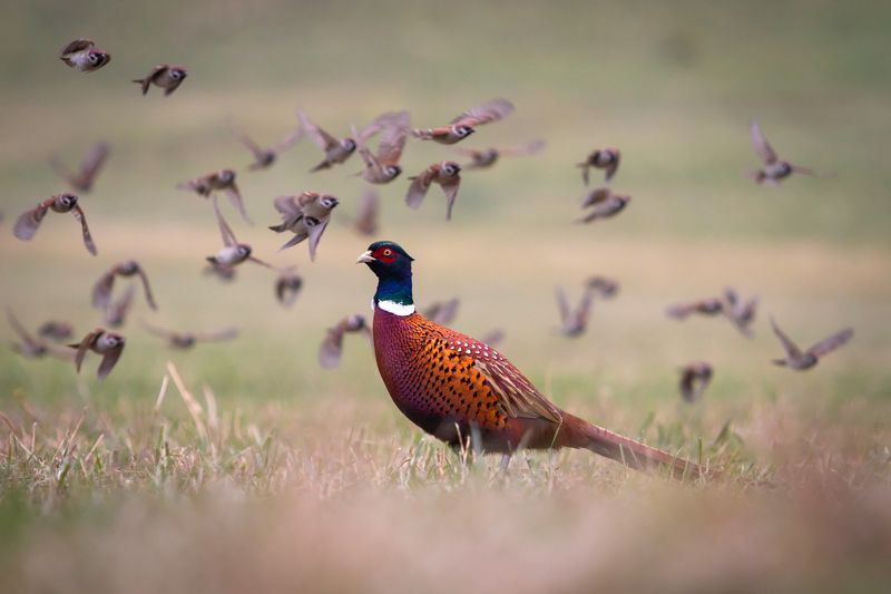 pheasant, tree sparrow, wildlife *** фото превью