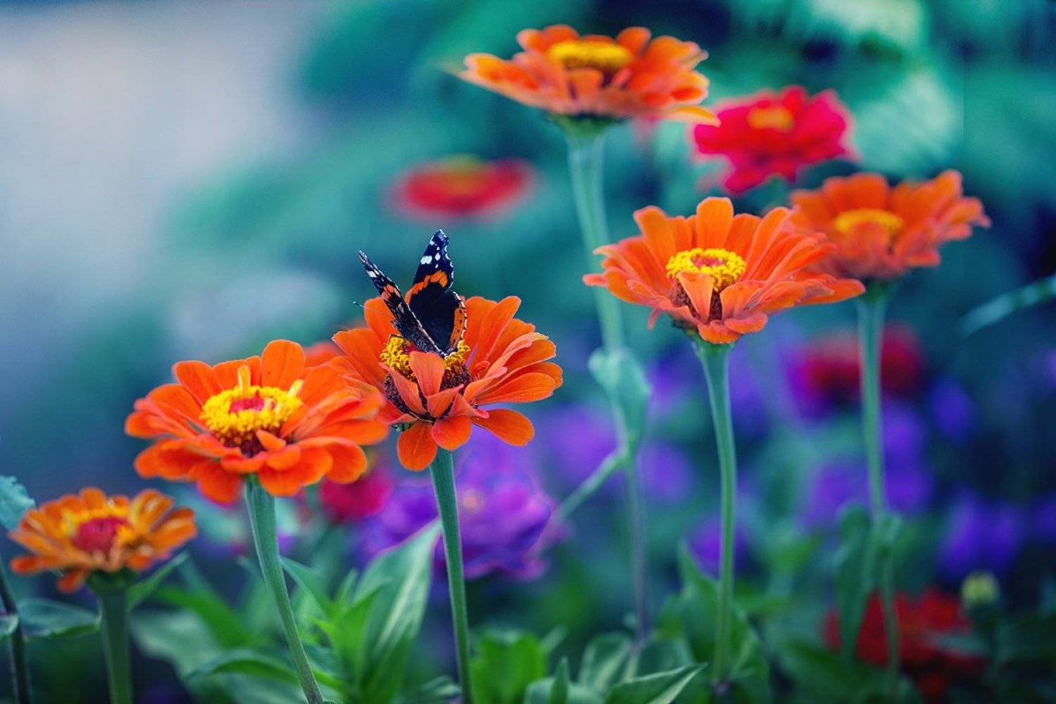 , Инна Богуславская