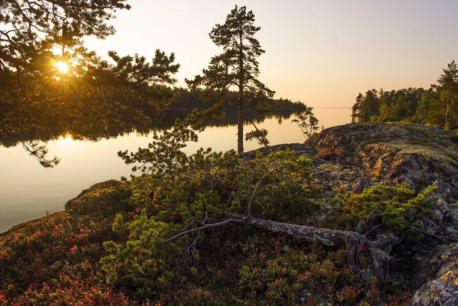 шардоны, Виктор