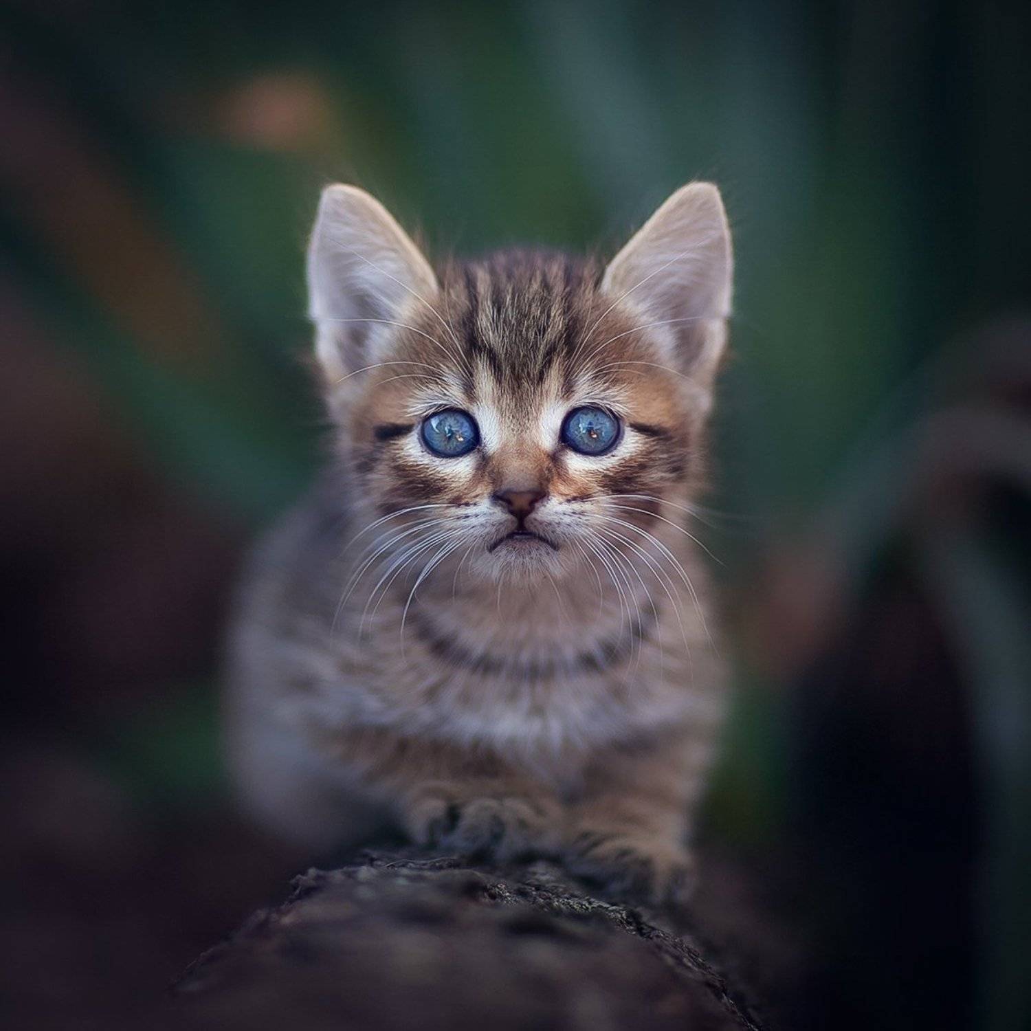 , Коротун Юрий