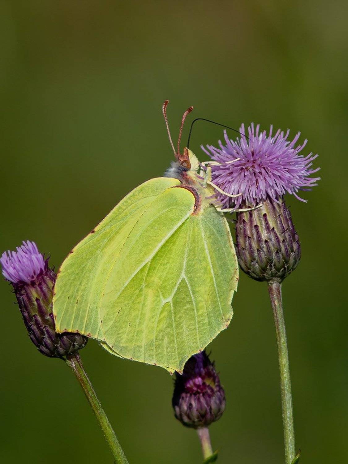 бабочки,осень,природа,коми,печора, Игорь Триер