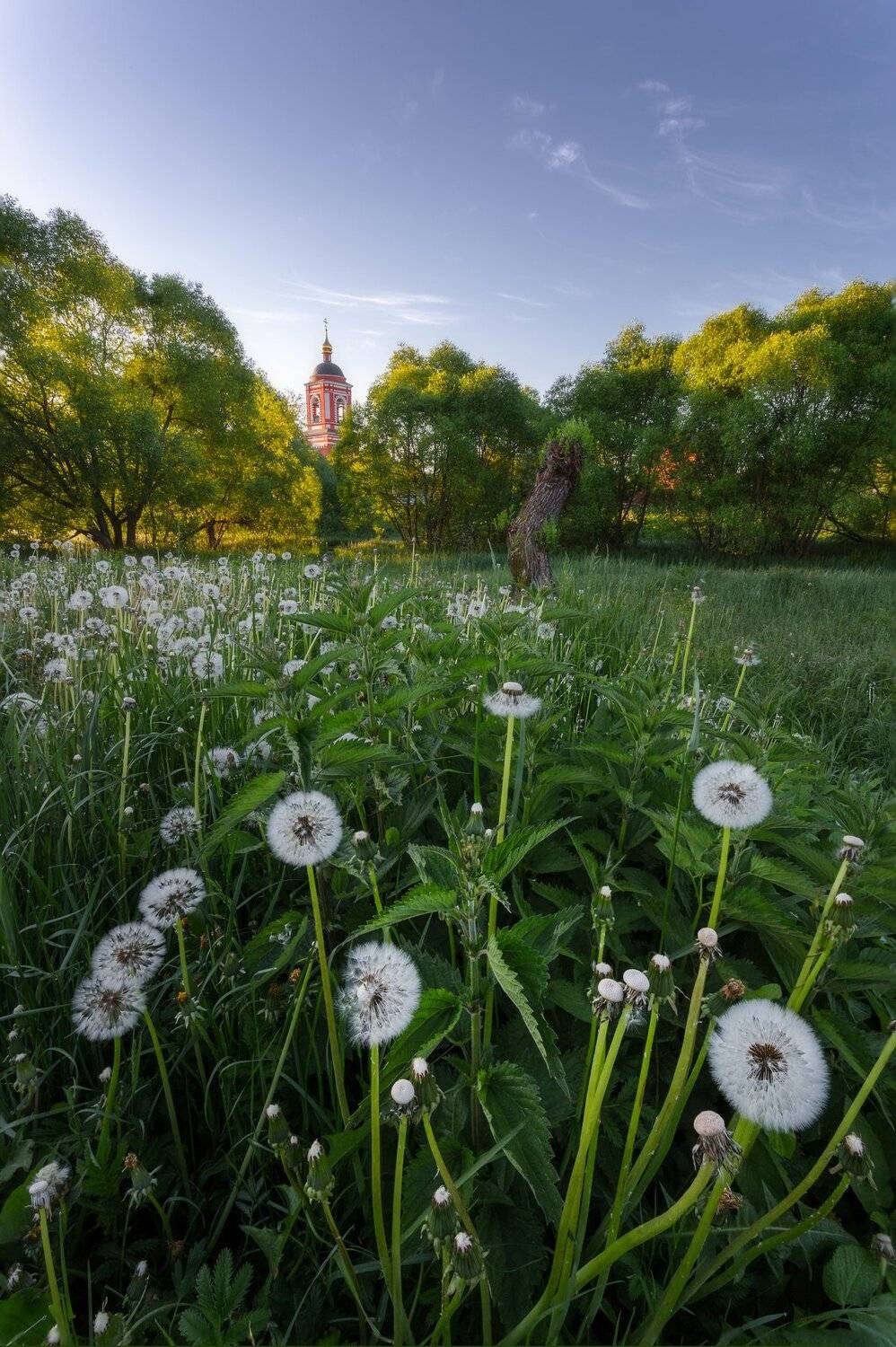 природа, пейзаж, церковь, одуванчики, Мартыненко Дмитрий