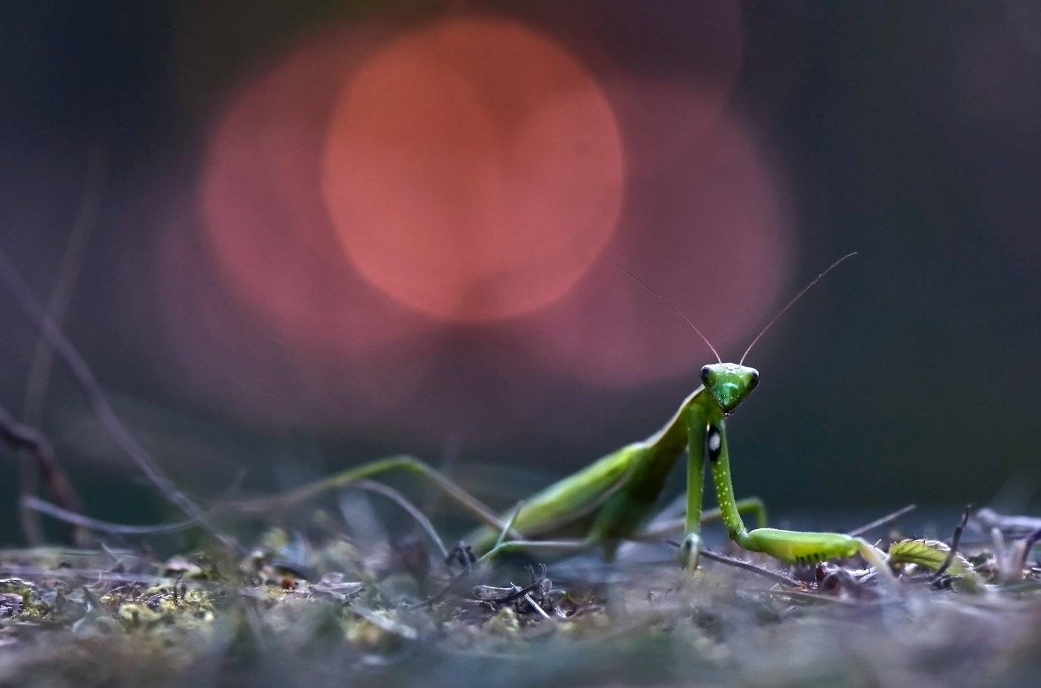 , Макеев Алексей