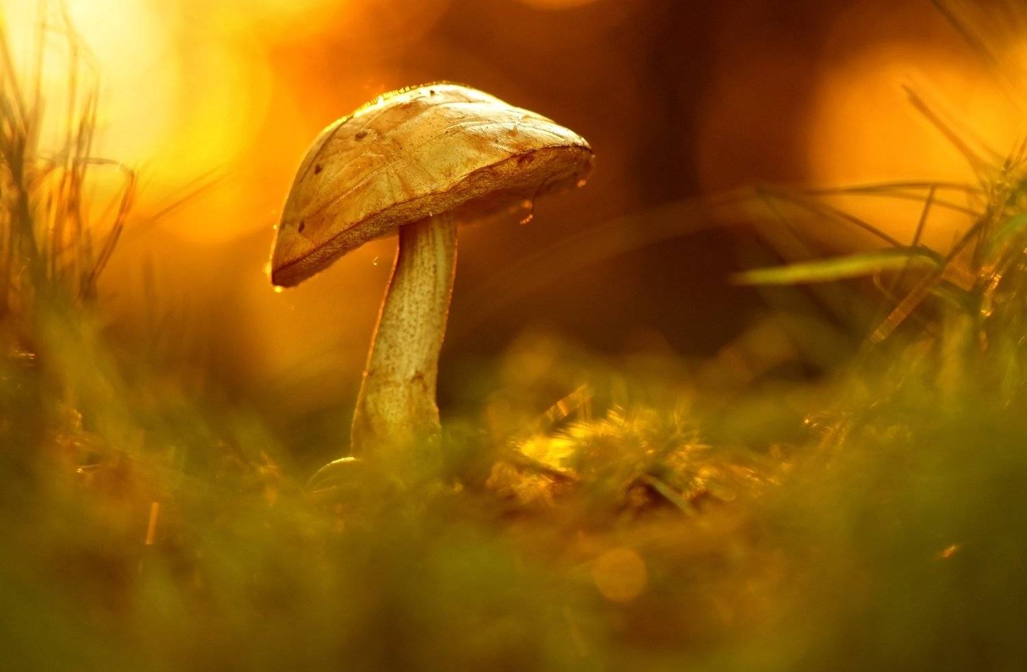 , Макеев Алексей