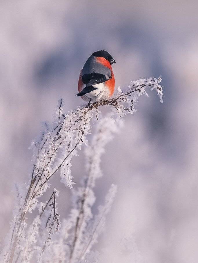 , Вячеслав Мищенко