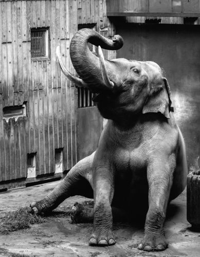 Elephant