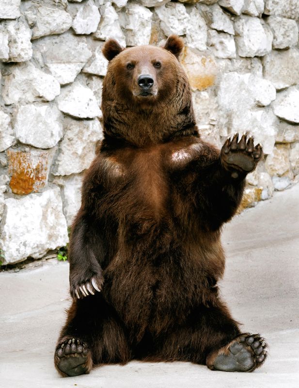 animals, nature, travel, life Привет всем! фото превью