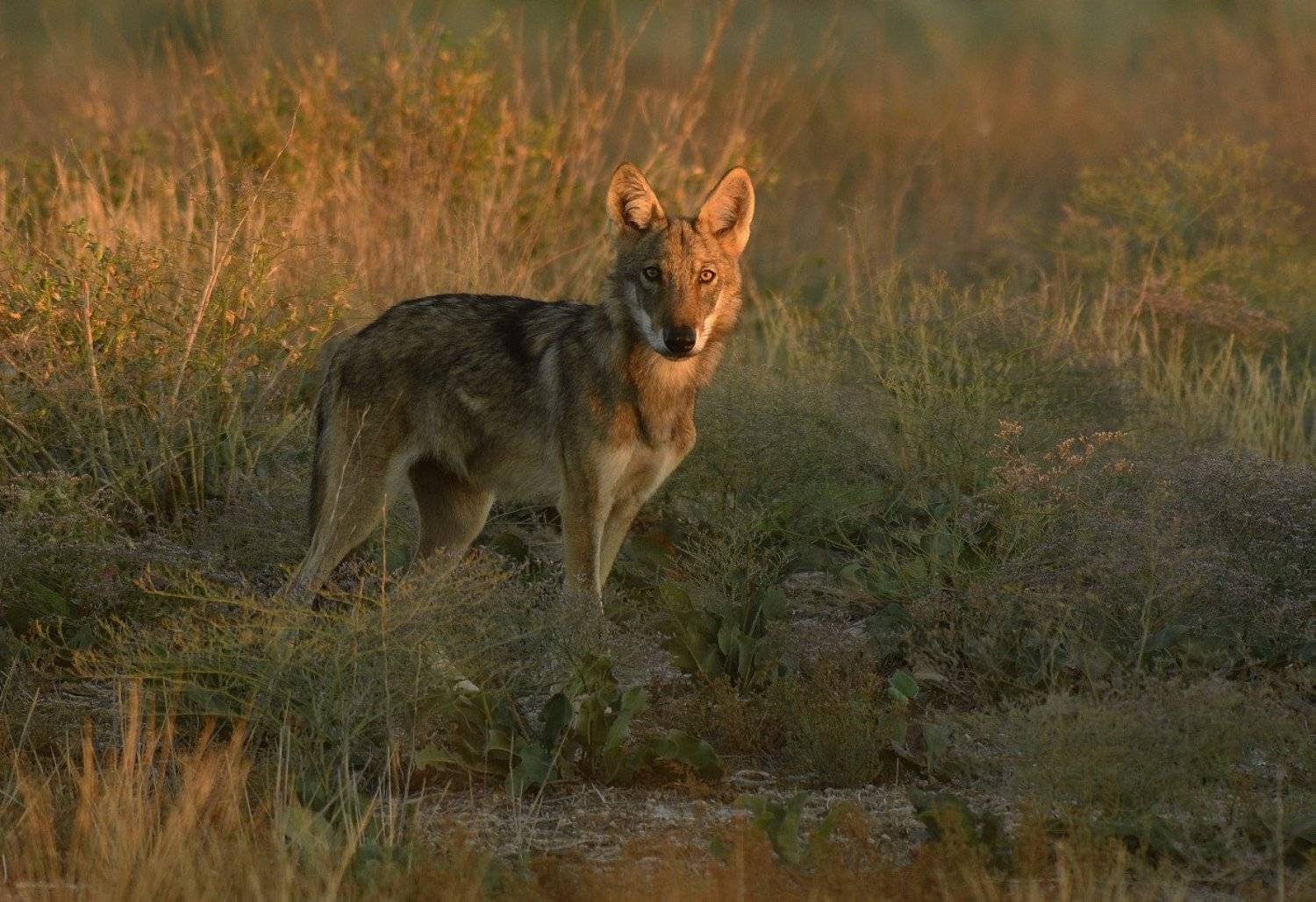 , Аникеев Владимир