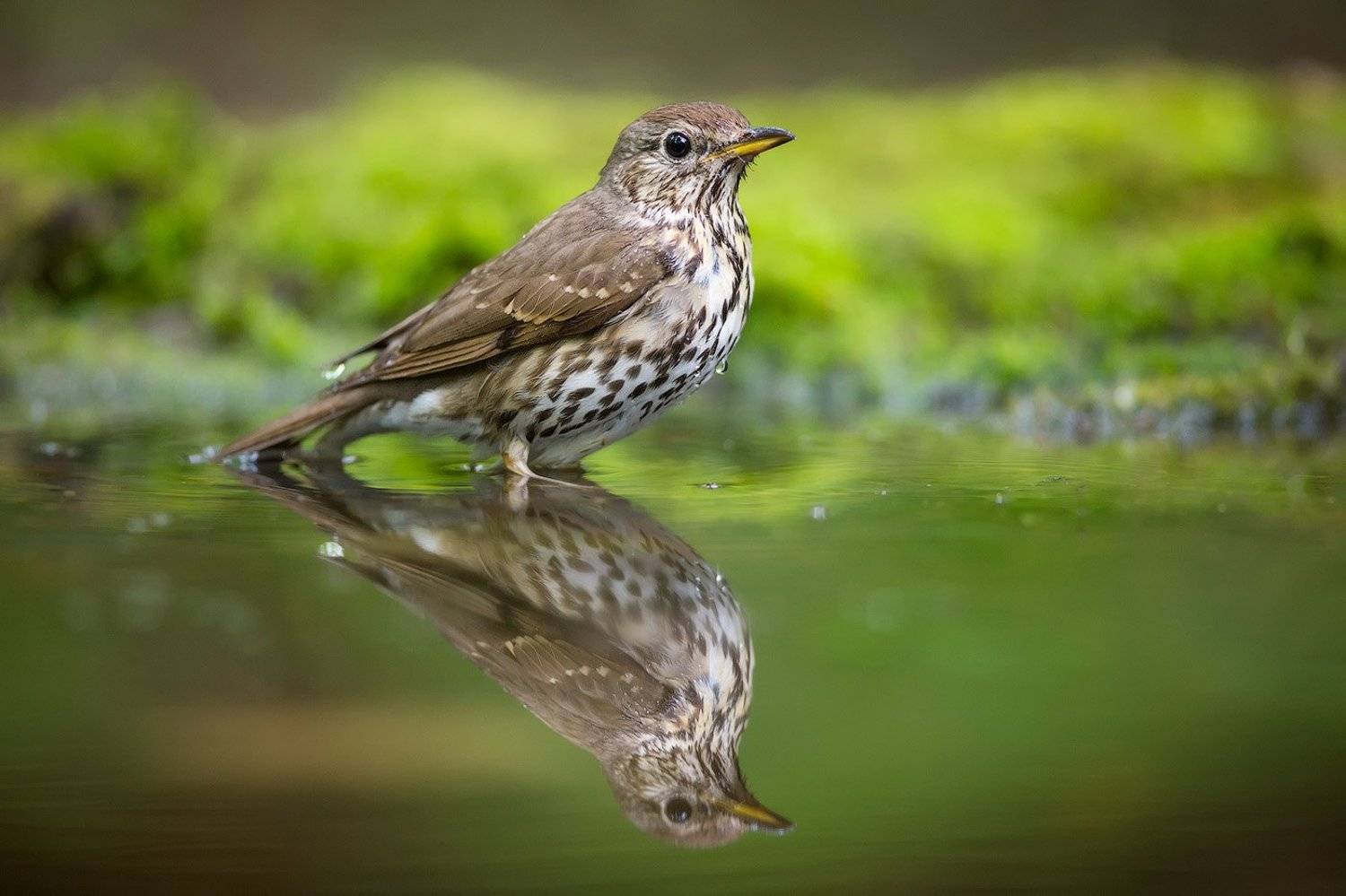 , Голубев Дмитрий