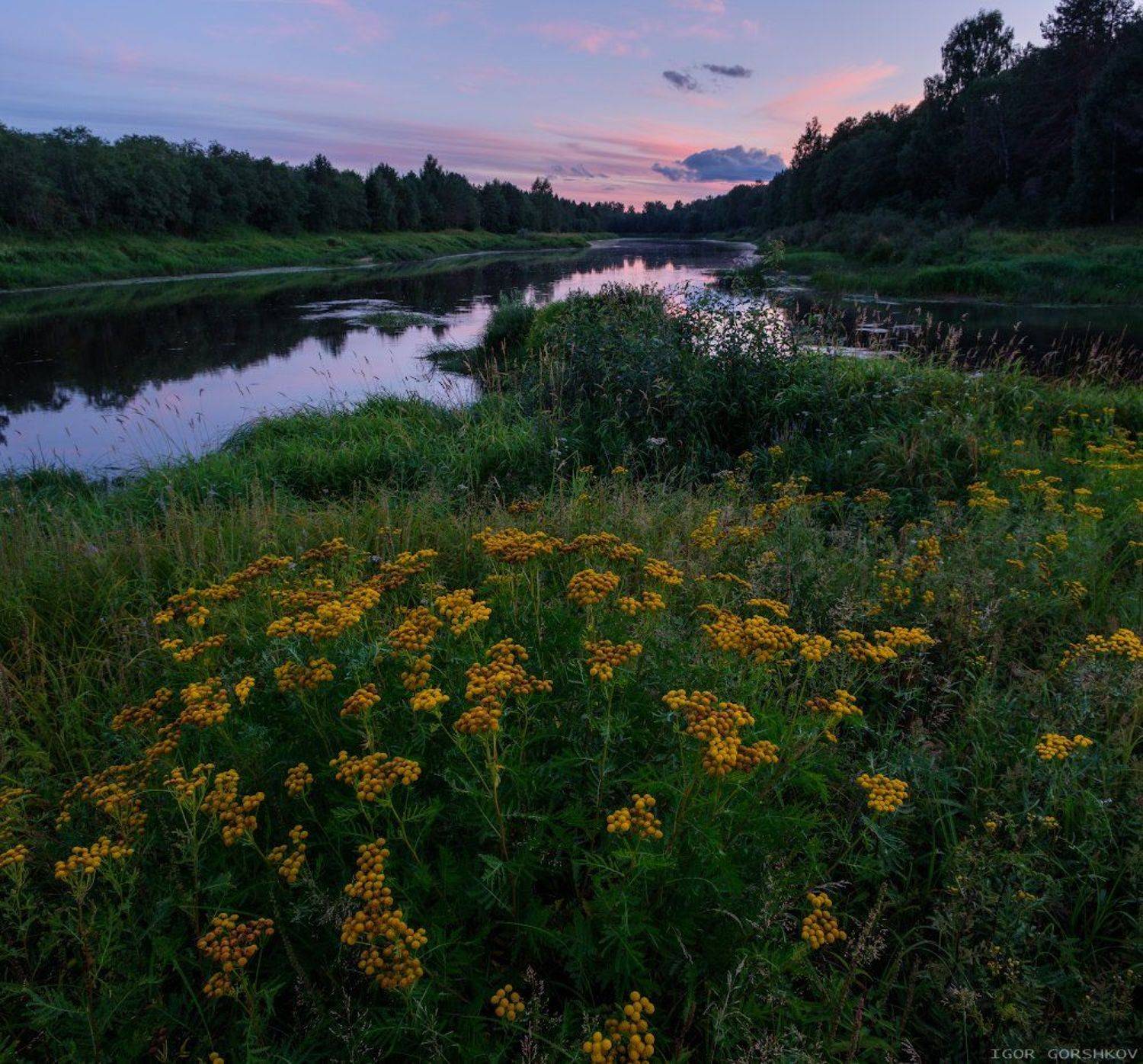 молога,река,закат,пейзаж,природа,берег,трава,остров,цветы,пижма,панорама, Горшков Игорь