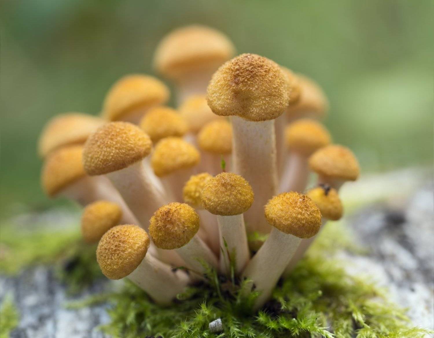 грибы,опята, Александр Смолкин