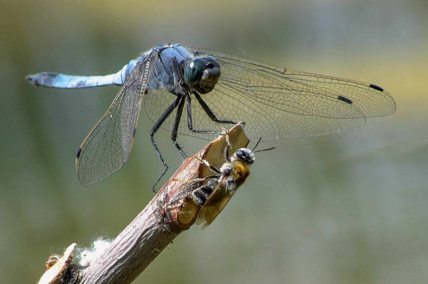 , Вячеслав Владимирович