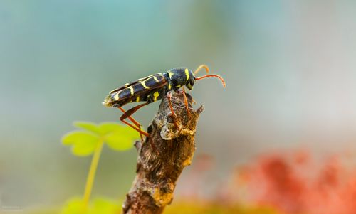 Дровосек дубовый поперечнополосатый