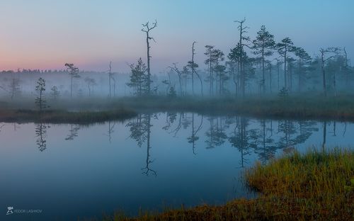 Заря: акварель болота.