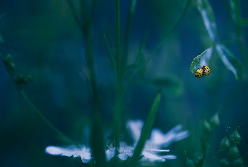 Ladybugs