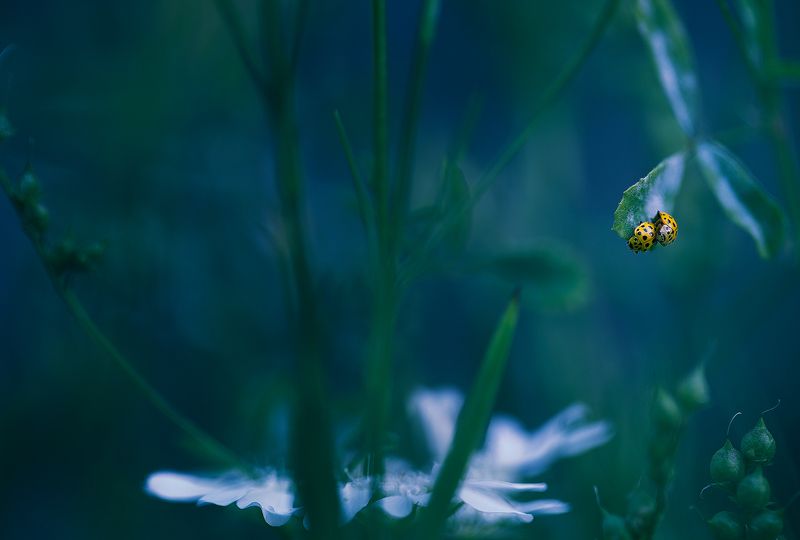 insects,ladybug,macro,beautiful,insect,wild,wildlife,nature,faerie,close up,fairy,ladybugs, Ladybugs фото превью